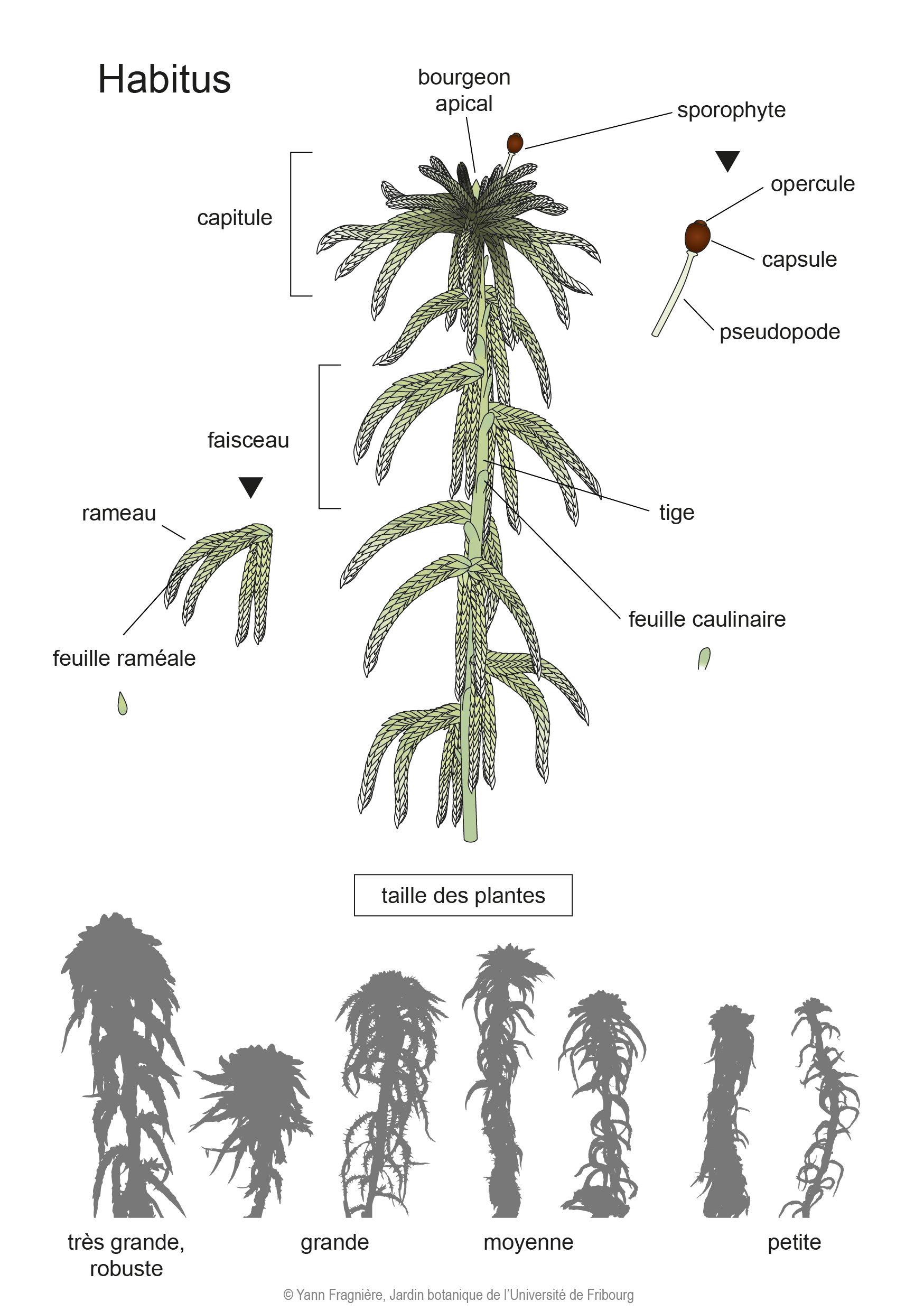 Habitus DE